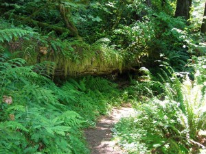 TWILIGHT FILMING LOCATION Edwards Reveal Filmed in Six Locations